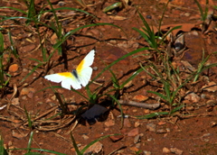 Mylothris rueppellii