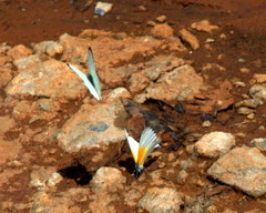 Mylothris rueppellii