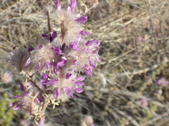 Dalea pulchra