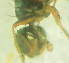 Sepsis neocynipsea