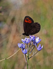 Erebia triarius