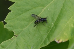 Symmorphus bifasciatus