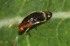 Depressa striatipennis