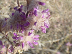 Dalea pulchra