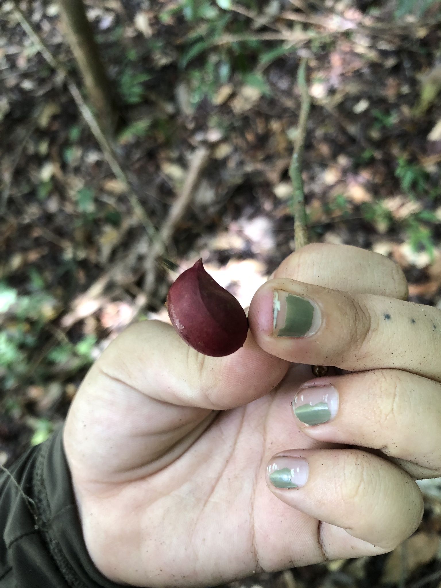 Protium heptaphyllum