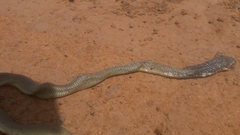 Naja nigricollis