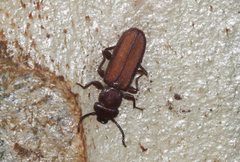 Platisus angusticollis