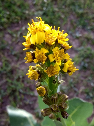 Ligularia macrophylla, photograph 2