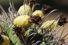 Ferocactus herrerae