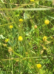 Trifolium aureum