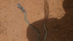 Naja nigricollis