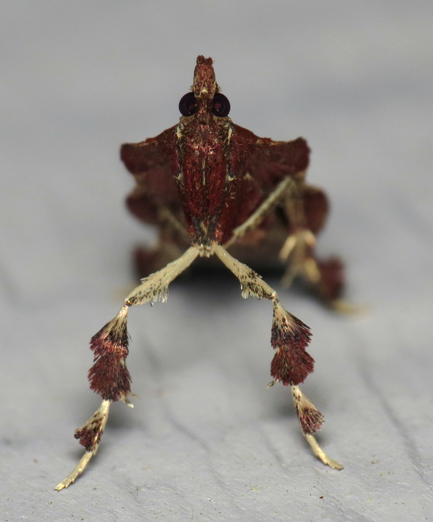 Boxwood Leaftier Moth