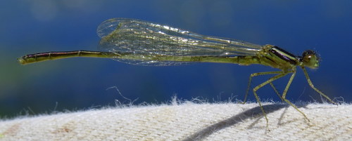 Scarlet Bluet photo 3