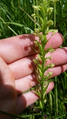 Platanthera flava herbiola