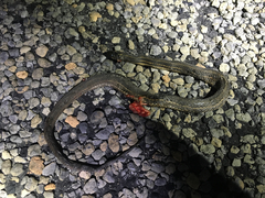 Nerodia clarkii clarkii