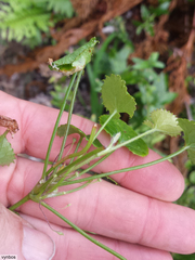 Centella callioda