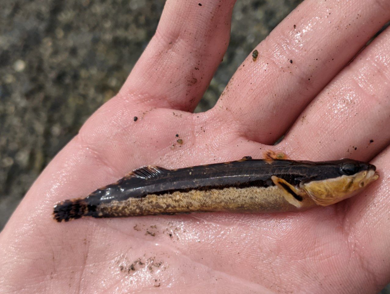 Forkline Prickleback photo 2