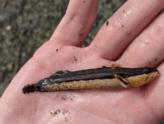 Forkline Prickleback photo 1