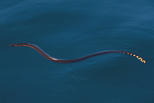 Common Yellow-bellied Sea Snake