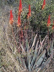 Aloe cryptopoda image