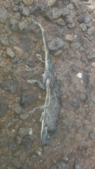 Chamaeleo laevigatus