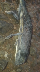 Chamaeleo laevigatus
