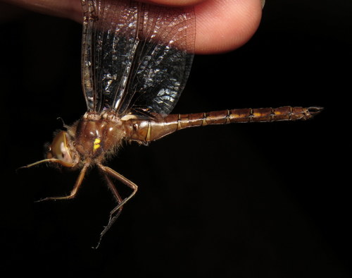 Umber Shadowdragon