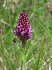 Anacamptis pyramidalis