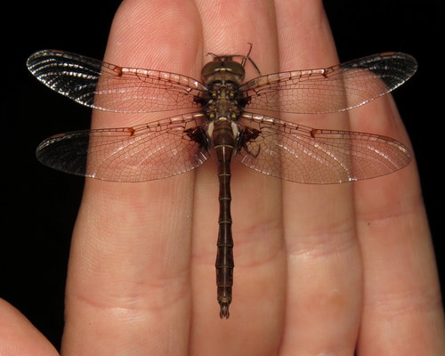 Umber Shadowdragon photo 2