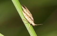 Cryptorhamphus orbus