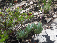 Curio crassulifolius