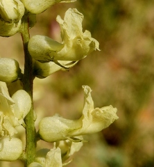 Astragalus praelongus