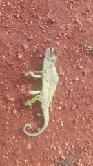 Chamaeleo gracilis