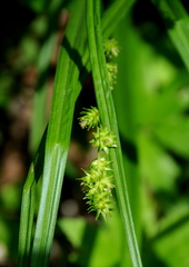 Carex sparganioides