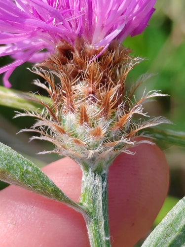 Giant Knapweed (Centaurea macroptilon)