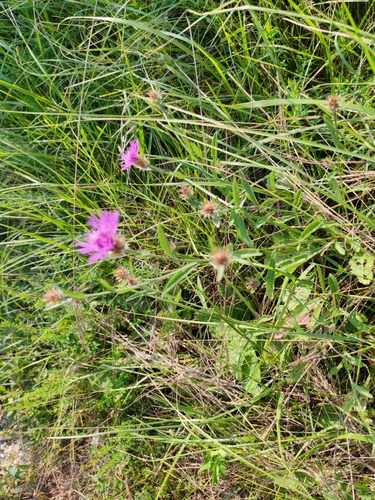 Image of Centaurea macroptilon by (c) Ljaž, some rights reserved (CC BY)