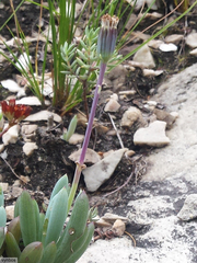 Curio crassulifolius