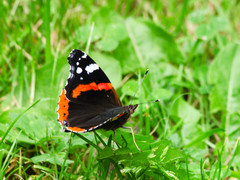 Vanessa atalanta