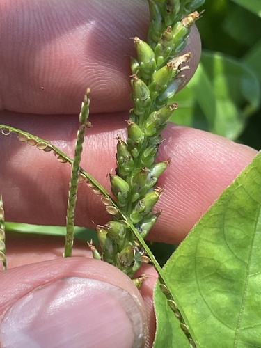 Plantago major observed 2024-07-17