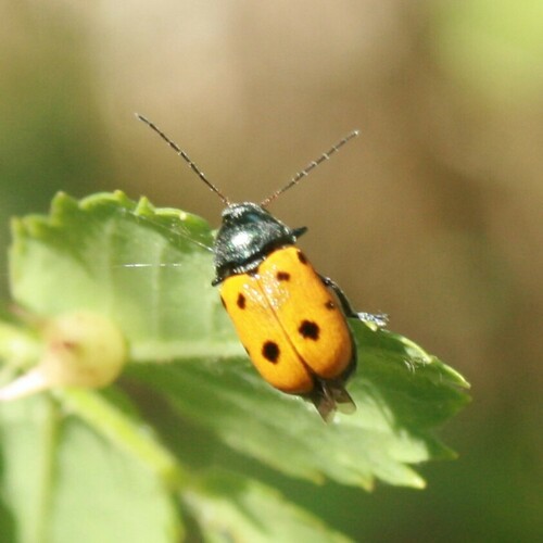 Cryptocephalus etruscus