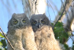 Bubo virginianus lagophonus