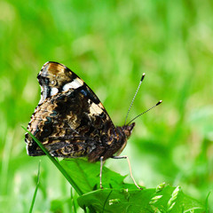 Vanessa atalanta