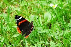 Vanessa atalanta