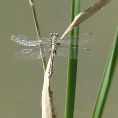 Gomphus simillimus