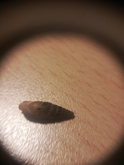 Leucostigma candidescens