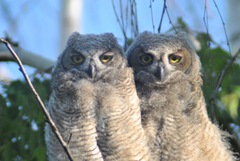 Bubo virginianus lagophonus