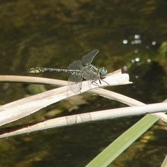 Gomphus simillimus