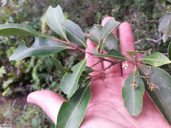 Pterocelastrus rostratus