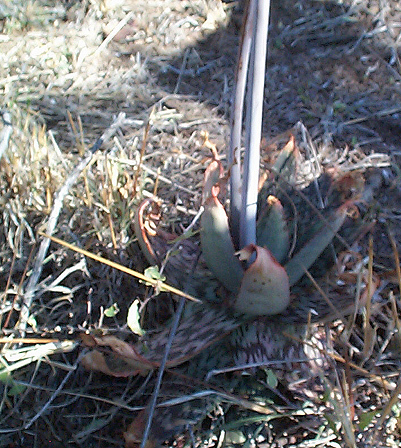 Aloe davyana image