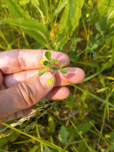 Black Medick